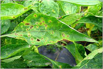 Alternaria leaf spot