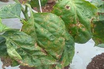 Bacterial leaf spot