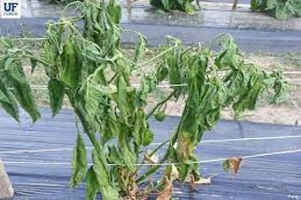 Fusarium wilt