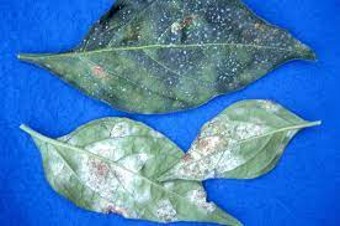 Powdery mildew